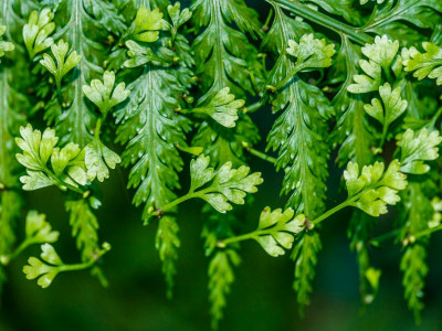 Final Result 2021 Trustee Election